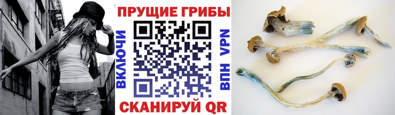 Псилоцибиновые грибы Psilocybe  МЕГА   Старый Крым 